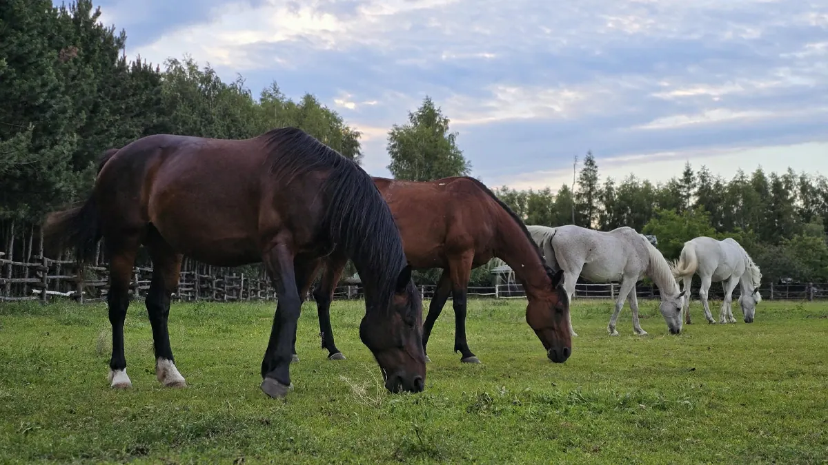 Pensjonat dla koni – zdjęcie 7
